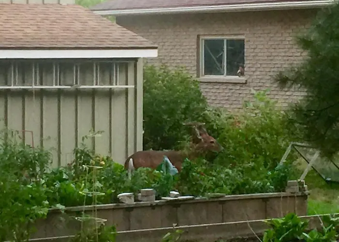 Cedar Gables Bed & Breakfast Niagara-on-the-Lake